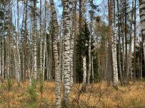Шёпот мещёрских лесов да гладь озёр