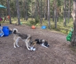 Тур на каяках (байдарках) по фортам и островам Выборгского залива 2-5 дней (с лодкой)
