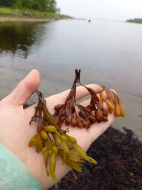 Соловецкие Острова в Белом Море (экскурсии + поход)