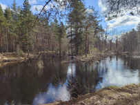 Сплав по реке Поля «Cквозь лес на байдарках»