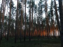 Сплав по реке Мста (на майские)