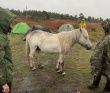 Аметистовый берег Белого моря