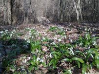 Южное цветочное путешествие: кавказские цикламены и подснежники