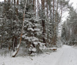 Однодневный пеший поход - Северный лес Подмосковья