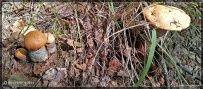 Чарские пески и бастионы Кодара (Кодарский Хребет)