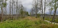 Пеший поход «Лесное путешествие» (Подмосковье)