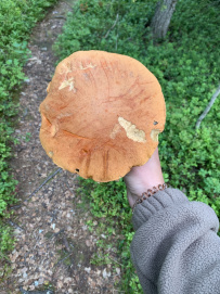 Сплав по реке Умба