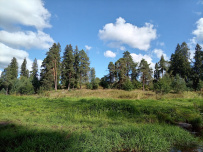 Оредеж — прогулка на байдарках (1 день)