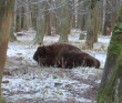 Однодневный пеший поход «В гости к зубрам» (Подмосковье)