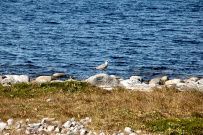 Соловецкие Острова в Белом Море (экскурсии + поход)