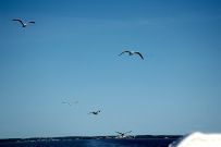Соловецкие Острова в Белом Море (экскурсии + поход)