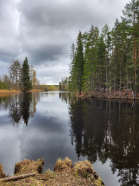 Трекинг по Оредежским берегам