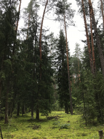 На свежий воздух с детьми: пеший однодневный поход с купанием в реке