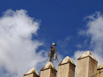 Все цвета королевства контрастов