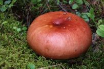 Ладожские шхеры: дети и нерпы