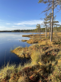 Аметистовый берег Белого моря