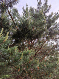Поход на байдарках по реке Клязьма с квестом и баней