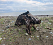 Сказка на морском берегу с детьми
