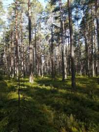 Ладога на каяках длинный поход (4-9 дней)