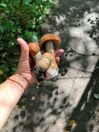 Мультипоход с детьми по Карельскому перешейку
