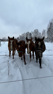Конный экотур с фотосессией «Танцы с волками» (Тверская область)