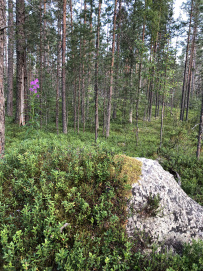 Сплав по реке Пистайоки (Писта)