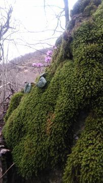 Южное цветочное путешествие: кавказские цикламены и подснежники