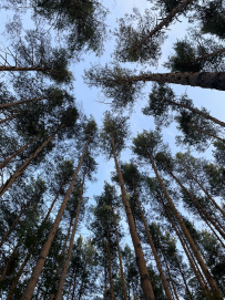 Сплав по реке Киржач на байдарках с баней на берегу