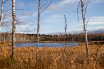 Пеший поход «Лесное путешествие» (Подмосковье)