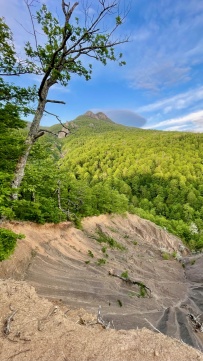 Южное цветочное путешествие: медовое цветение Азалии