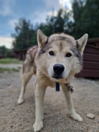 Сплав по реке Шуя