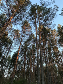 Поход на сапах по реке Нерская с ночевкой в палатках