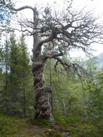 Горный лагерь в Хибинах