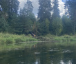 Оредеж — прогулка на байдарках (1 день)