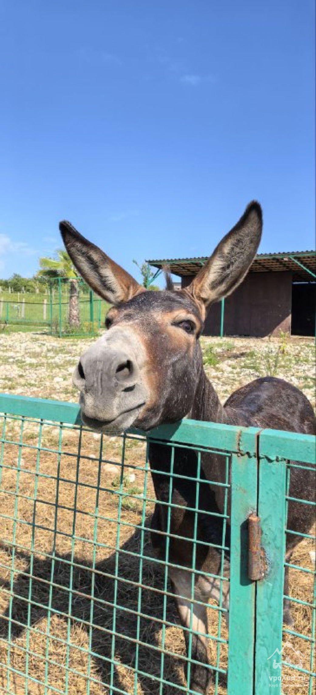 Семейный лагерь на море в Абхазии