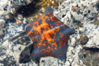 Поход под парусами: Японское море (Южное Приморье)