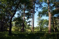 Пеший поход «Заокские дали» (Калужская область)