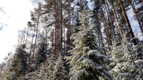 Лыжный поход «Лесная зимняя сказка» (Подмосковье)