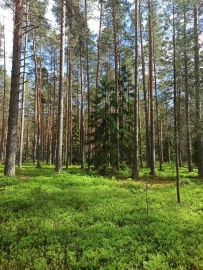 Пеший поход к сердцу Селигера