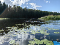 Оредеж — прогулка на байдарках (1 день)