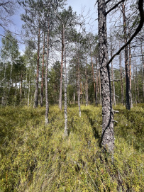 Пеший поход в Каннельярви