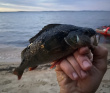 Колвица на морских каяках (байдарках). Путешествие на землю Саамов