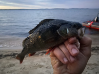Колвица на морских каяках (байдарках). Путешествие на землю Саамов