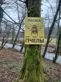 Южное цветочное путешествие: кавказские цикламены и подснежники