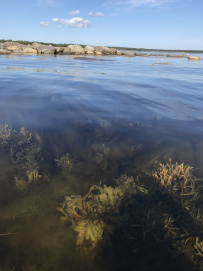 Соловецкие острова на морских каяках