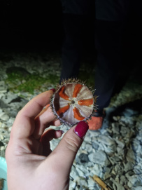Приморье. По Японскому морю на байдарках: от Пластуна до Ольги