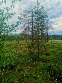 Крыша Карелии (национальный парк Паанаярви)