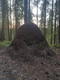 Сплав по реке Шуя