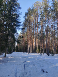 Трекинг по Оредежским берегам