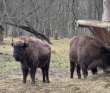 Однодневный пеший поход «В гости к зубрам» (Подмосковье)